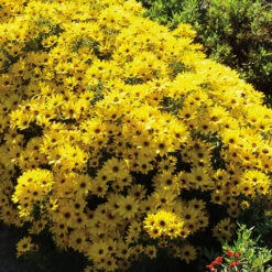 Autumn Gold Helianthus