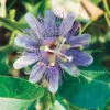 Maypop Passionflower Vine -Deals Petal Inn Store 13597