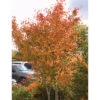 Autumn Brilliance Serviceberry -Deals Petal Inn Store 20040