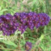 Black Knight Butterfly Bush -Deals Petal Inn Store 20172
