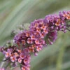 Bicolor Butterfly Bush 1 Bicolor Butterfly Bush -Deals Petal Inn Store 20173