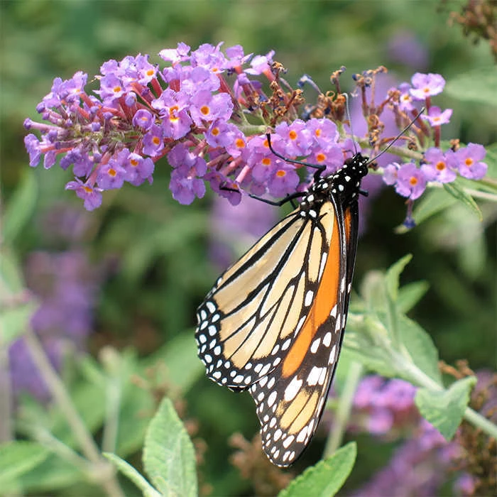 Nanho Blue Butterfly Bush 3 Nanho Blue Butterfly Bush