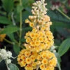 Honeycomb Butterfly Bush -Deals Petal Inn Store 20195
