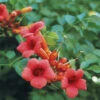 Scarlet Trumpet Vine -Deals Petal Inn Store 20226