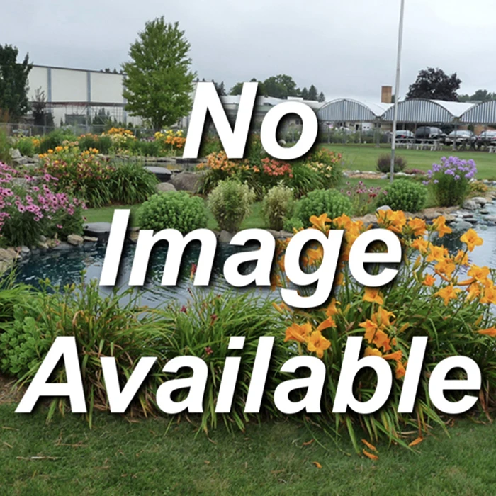 Yellow Trumpet Vine 3 Yellow Trumpet Vine