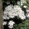 Henryi Clematis -Deals Petal Inn Store 20284