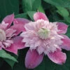 Josephine™ Clematis 1 Josephine™ Clematis -Deals Petal Inn Store 20287