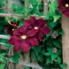 Midnight Showers Clematis -Deals Petal Inn Store 20291