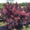 Winecraft Black&reg; Smokebush -Deals Petal Inn Store 20366