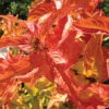 Kodiak&reg; Orange Diervilla -Deals Petal Inn Store 20409