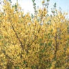 Meadowlark Forsythia -Deals Petal Inn Store 20478
