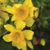 Sunny Boulevard&reg; St John's Wort -Deals Petal Inn Store 20504