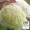 Incrediball&reg; Hydrangea -Deals Petal Inn Store 20531 A