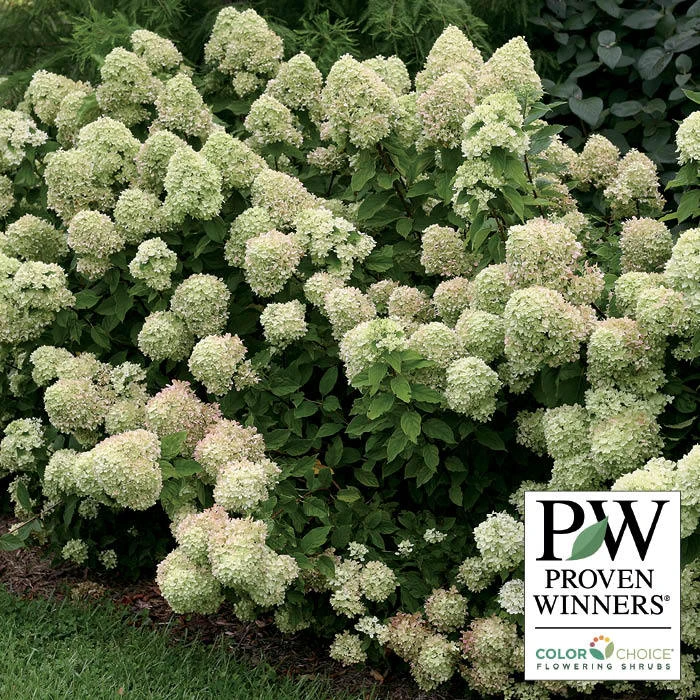 Little Lime® Hydrangea 3 Little Lime® Hydrangea