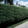 Hardy Cheyenne Privet 1 Hardy Cheyenne Privet -Deals Petal Inn Store 20586