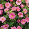 Happy Face&reg; Pink Paradise Potentilla -Deals Petal Inn Store 20743