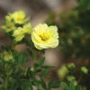 Lemon Meringue&trade; Potentilla -Deals Petal Inn Store 20747