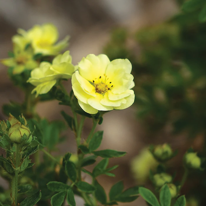 Lemon Meringue™ Potentilla 3 Lemon Meringue™ Potentilla