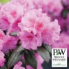 Black Hat® Rhododendron -Deals Petal Inn Store 20804 PW