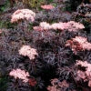 Black Lace® Sambucus -Deals Petal Inn Store 20891