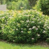 Pink Sparkler&trade; Spirea -Deals Petal Inn Store 20907