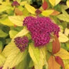 Double Play® Candy Corn® Spirea -Deals Petal Inn Store 20917