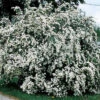 Bridal Wreath Spirea -Deals Petal Inn Store 20958