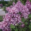 Josee Dwarf Reblooming Lilac