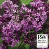 Bloomerang&reg; Dark Purple Reblooming Lilac -Deals Petal Inn Store 21018 A