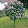 Canada Gem Lilac Tree -Deals Petal Inn Store 21024