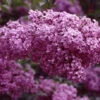 Syringa Chinensis Red Rothomaginsis Lilac -Deals Petal Inn Store 21029