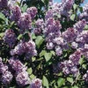 Common Hedge Lilac 2 Common Hedge Lilac -Deals Petal Inn Store 21040