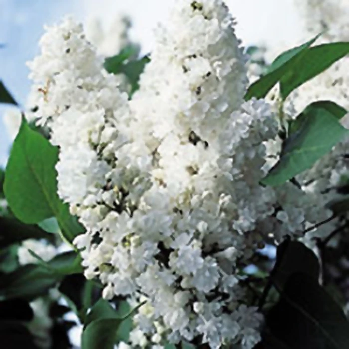 Monique Lemoine French Hybrid Lilac 3 Monique Lemoine French Hybrid Lilac