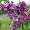 Paul Thirion French Lilac -Deals Petal Inn Store 21075 Lilac PaulThirion WEB AH