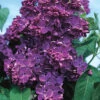 Yankee Doodle French Lilac -Deals Petal Inn Store 21092