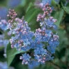 Dwarf Wonderblue Lilac -Deals Petal Inn Store 21093