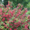 Sonic Bloom® Red Weigela -Deals Petal Inn Store 21215