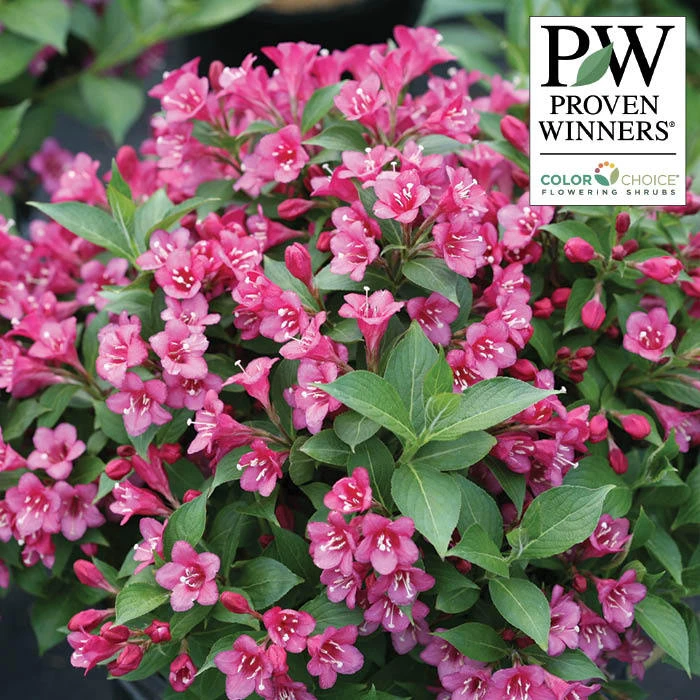 Snippet® Dark Pink Weigela 3 Snippet® Dark Pink Weigela