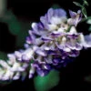 Blue Moon Wisteria Vine 2 Blue Moon Wisteria Vine -Deals Petal Inn Store 21236