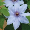 Bernadine™ Clematis -Deals Petal Inn Store 21306