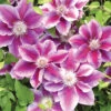 Kilian Donahue Clematis -Deals Petal Inn Store 21342