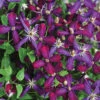 Sweet Summer Love Clematis -Deals Petal Inn Store 21386