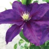 Duchess Of Cornwall Clematis -Deals Petal Inn Store 21398