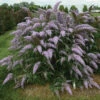 Grand Cascade Butterfly Bush -Deals Petal Inn Store 21442