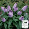 Pugster&reg; Amethyst Butterfly Bush -Deals Petal Inn Store 21443 PW