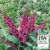 Lo & Behold Ruby Chip® Butterfly Bush -Deals Petal Inn Store 21447 PW