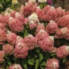 Sweet Starlight™ Hydrangea 2 Sweet Starlight™ Hydrangea -Deals Petal Inn Store 21536
