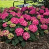Summer Crush® Hydrangea 2 Summer Crush® Hydrangea -Deals Petal Inn Store 21580