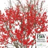 Winterberry Offer - Red -Deals Petal Inn Store 21613 PW