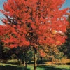 Autumn Blaze Maple -Deals Petal Inn Store 22004